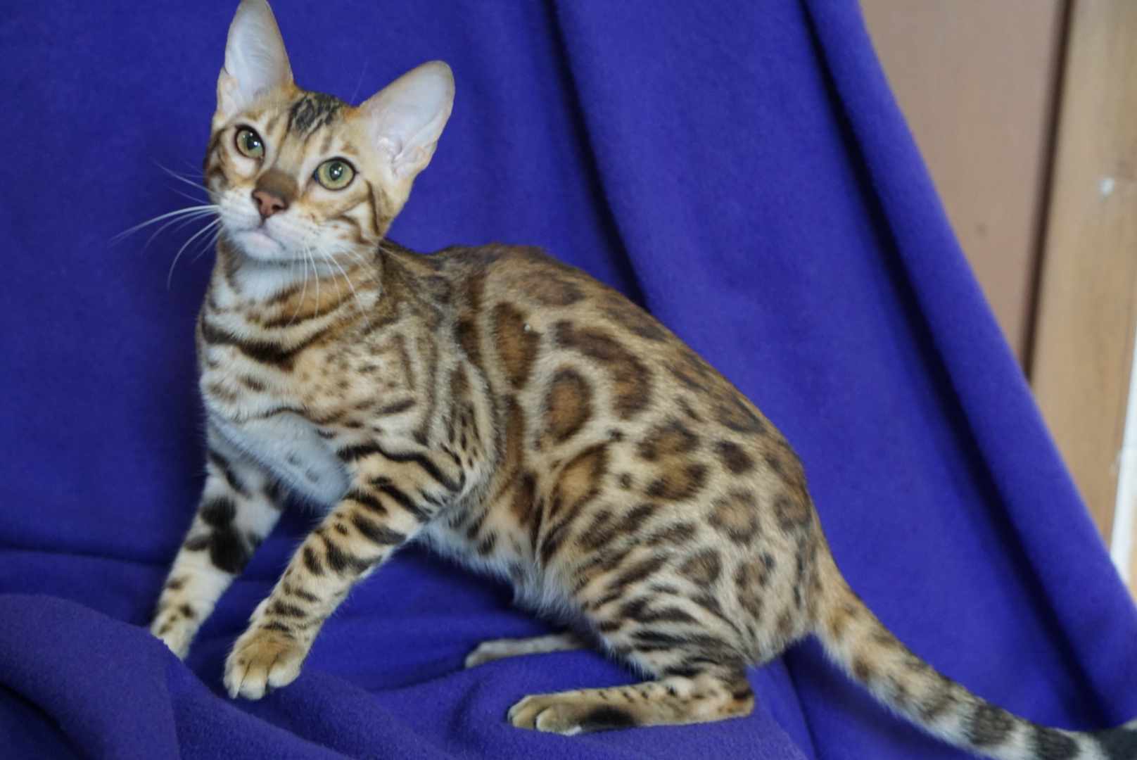 Allure Bengals, Bengal Cats, AllureBengals.com
