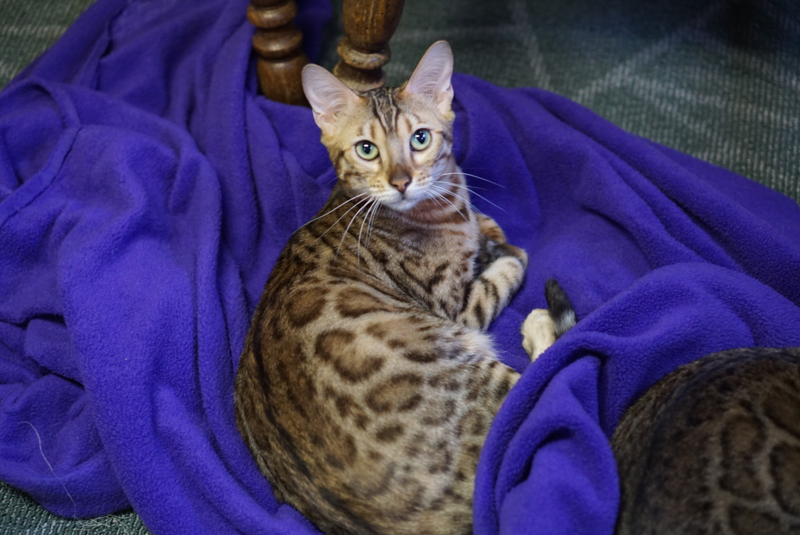 Allure Bengals, Bengal Cats, AllureBengals.com