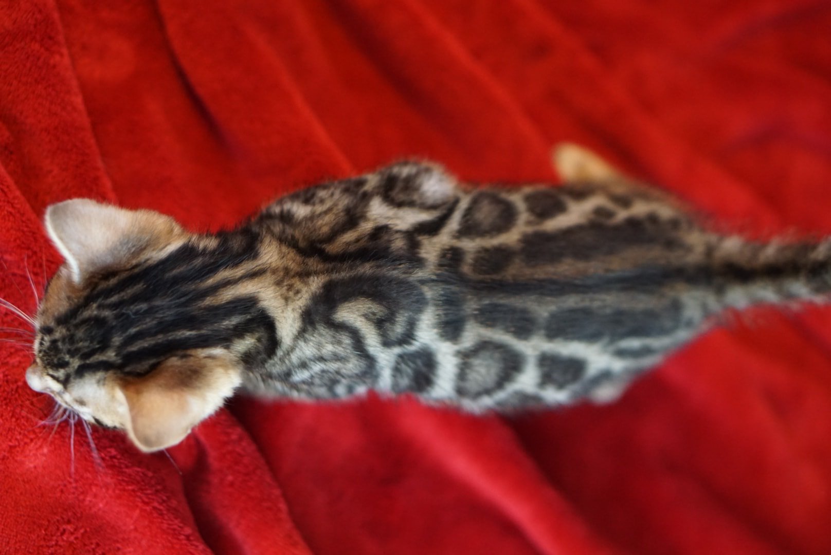 Allure Bengals, Bengal Cats, AllureBengals.com