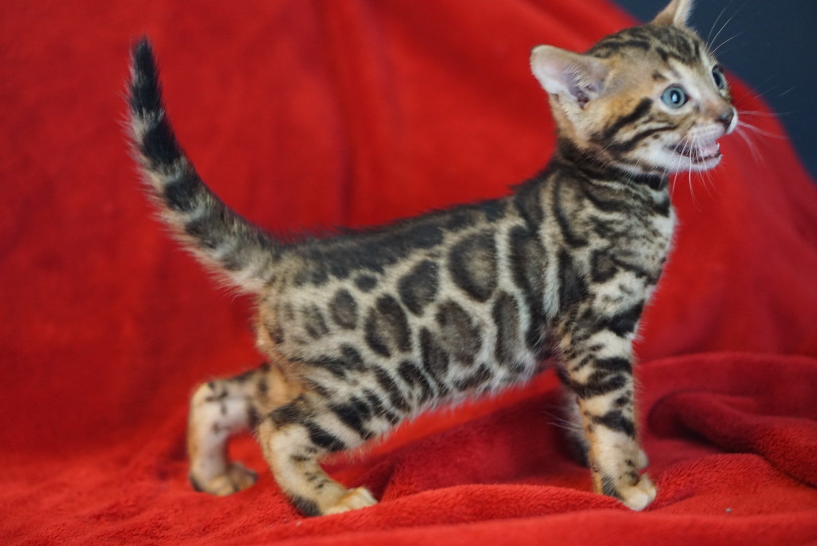 Allure Bengals, Bengal Cats, AllureBengals.com