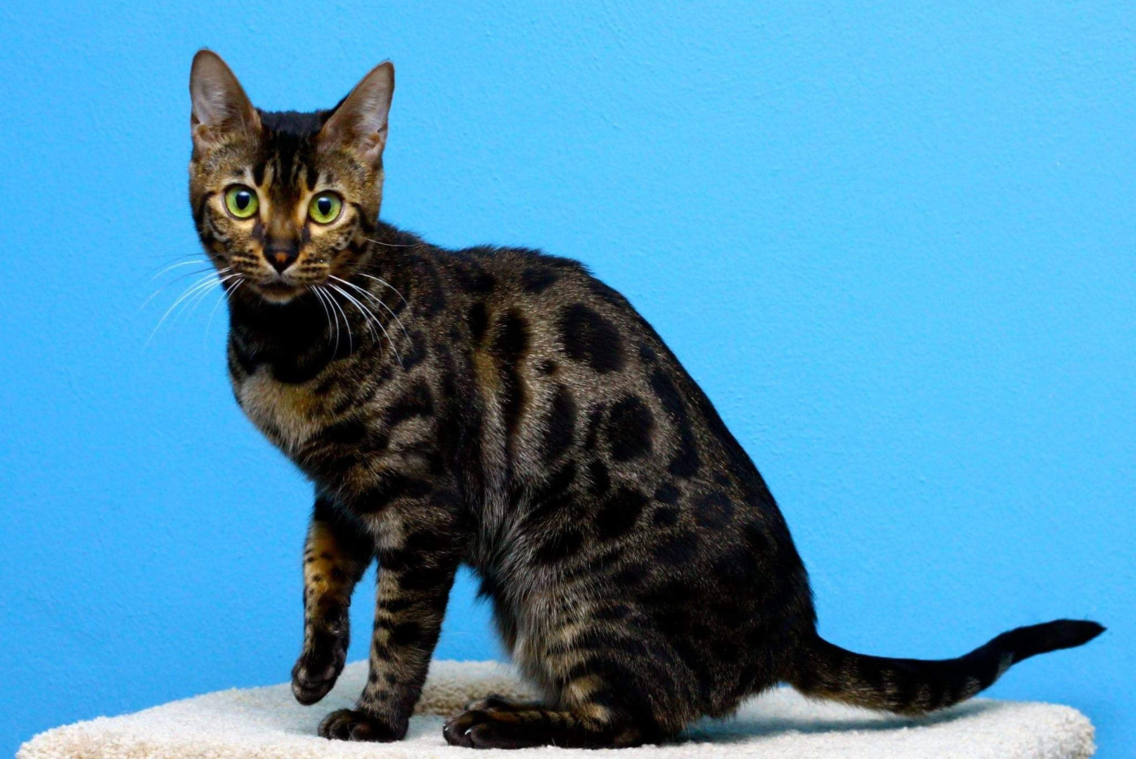 Allure Bengals, Bengal Cats, AllureBengals.com