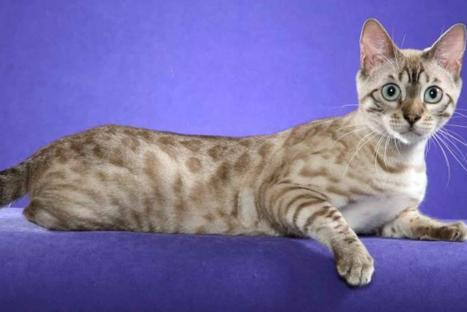Allure Bengals, Bengal Cats, AllureBengals.com