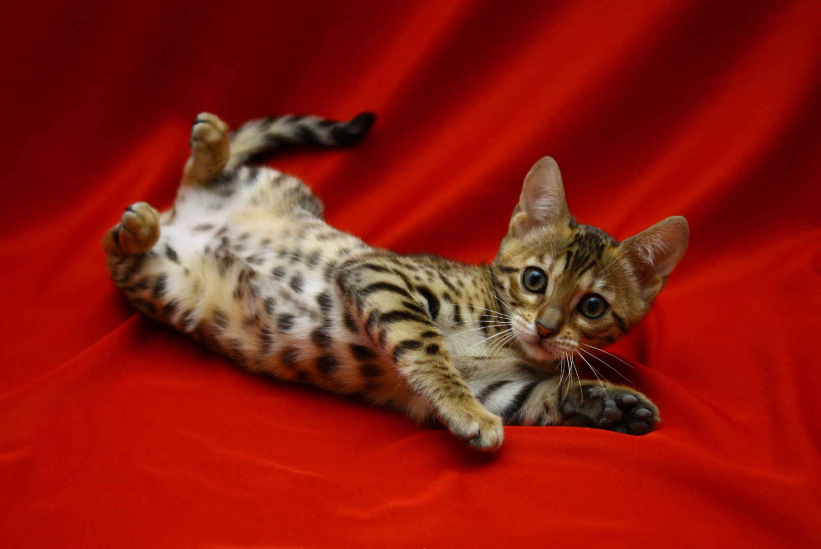 Allure Bengals, Bengal Cats, AllureBengals.com