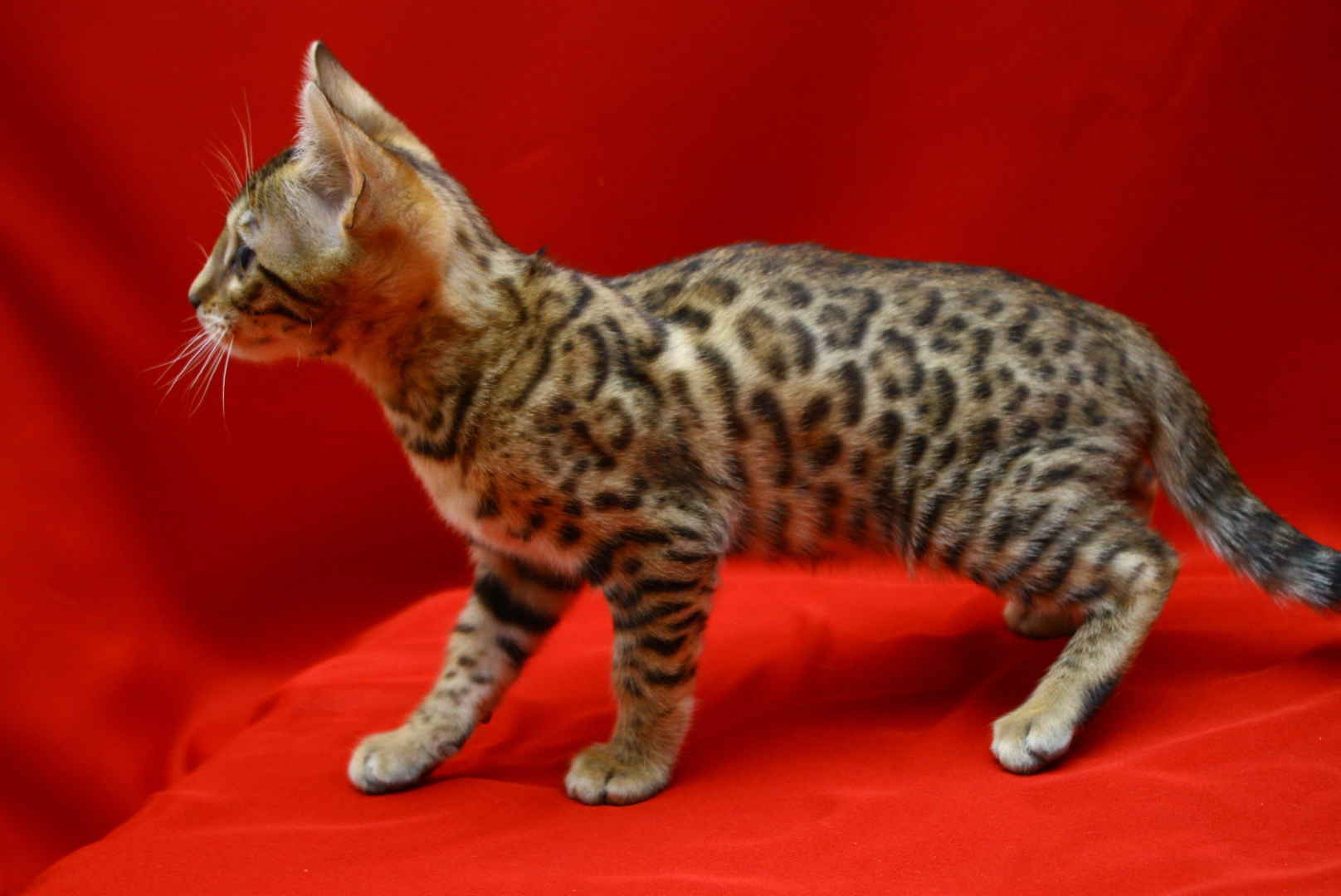 Allure Bengals, Bengal Cats, AllureBengals.com