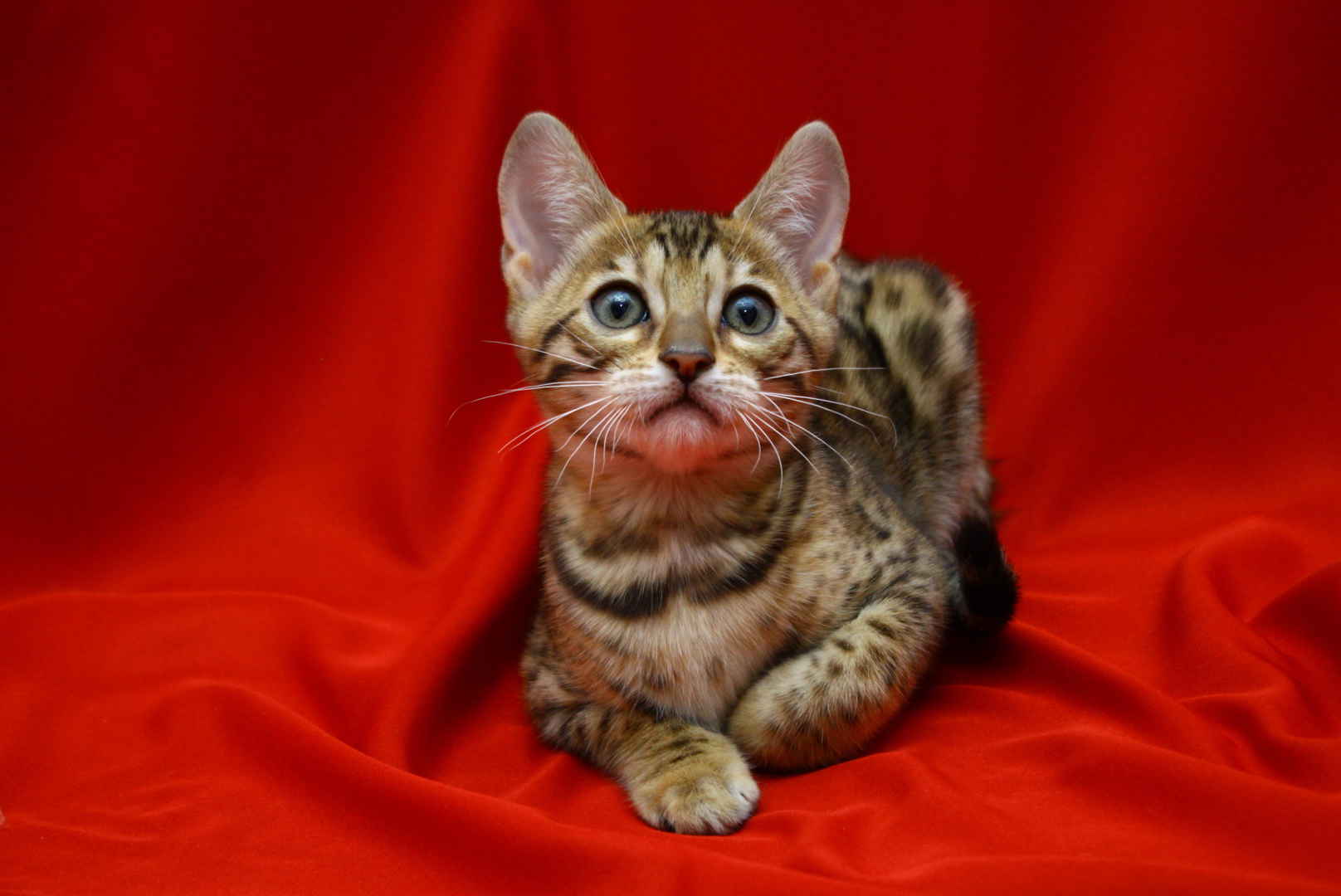 Allure Bengals, Bengal Cats, AllureBengals.com