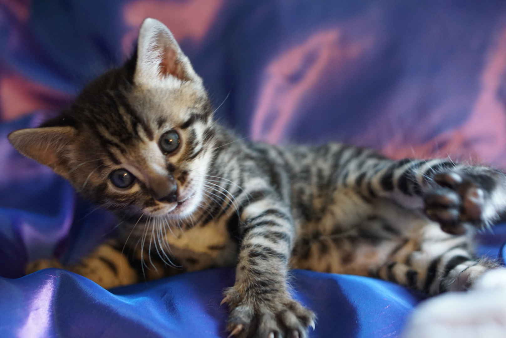 Allure Bengals, Bengal Cats, AllureBengals.com
