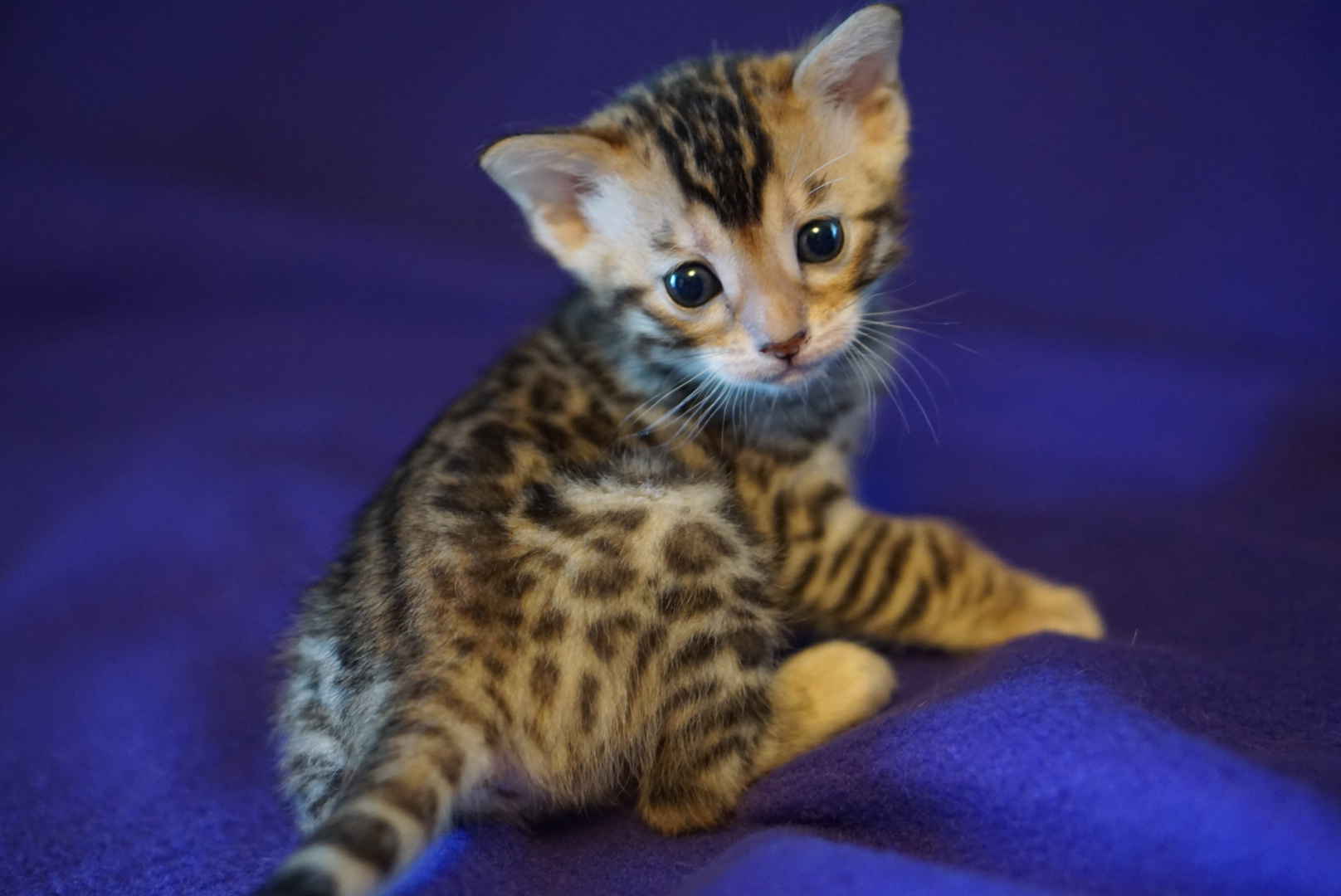 Allure Bengals, Bengal Cats, AllureBengals.com