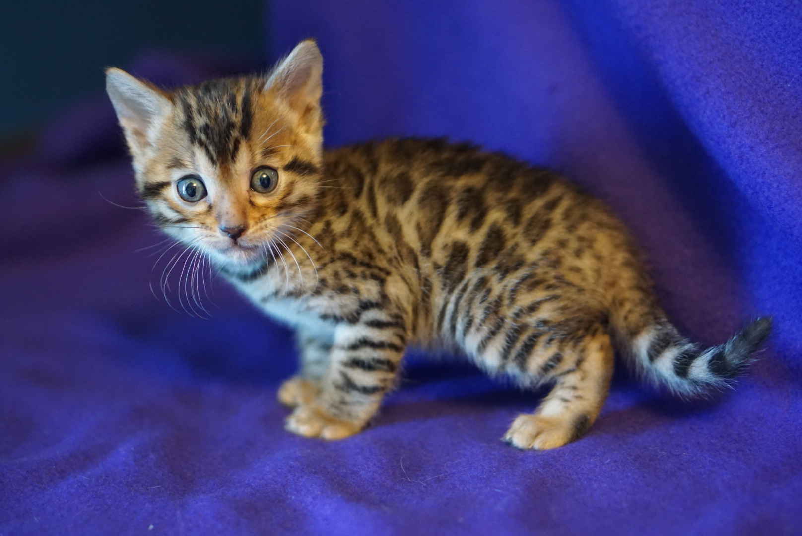 Allure Bengals, Bengal Cats, AllureBengals.com