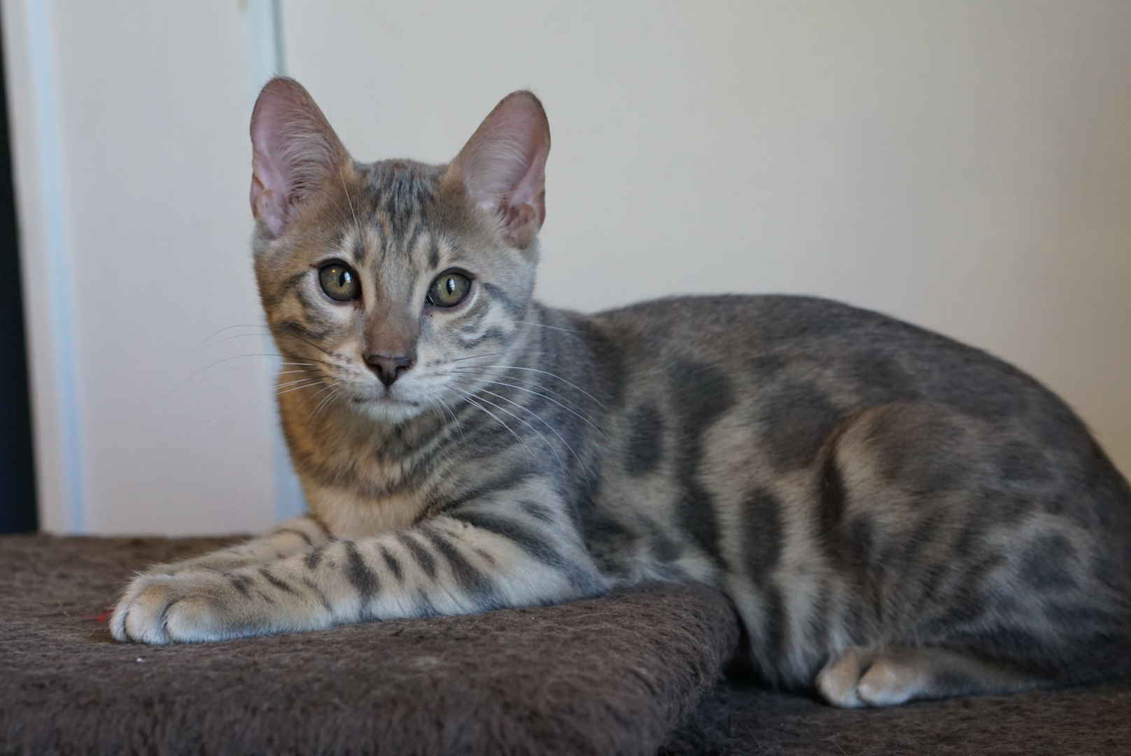 Allure Bengals, Bengal Cats, AllureBengals.com