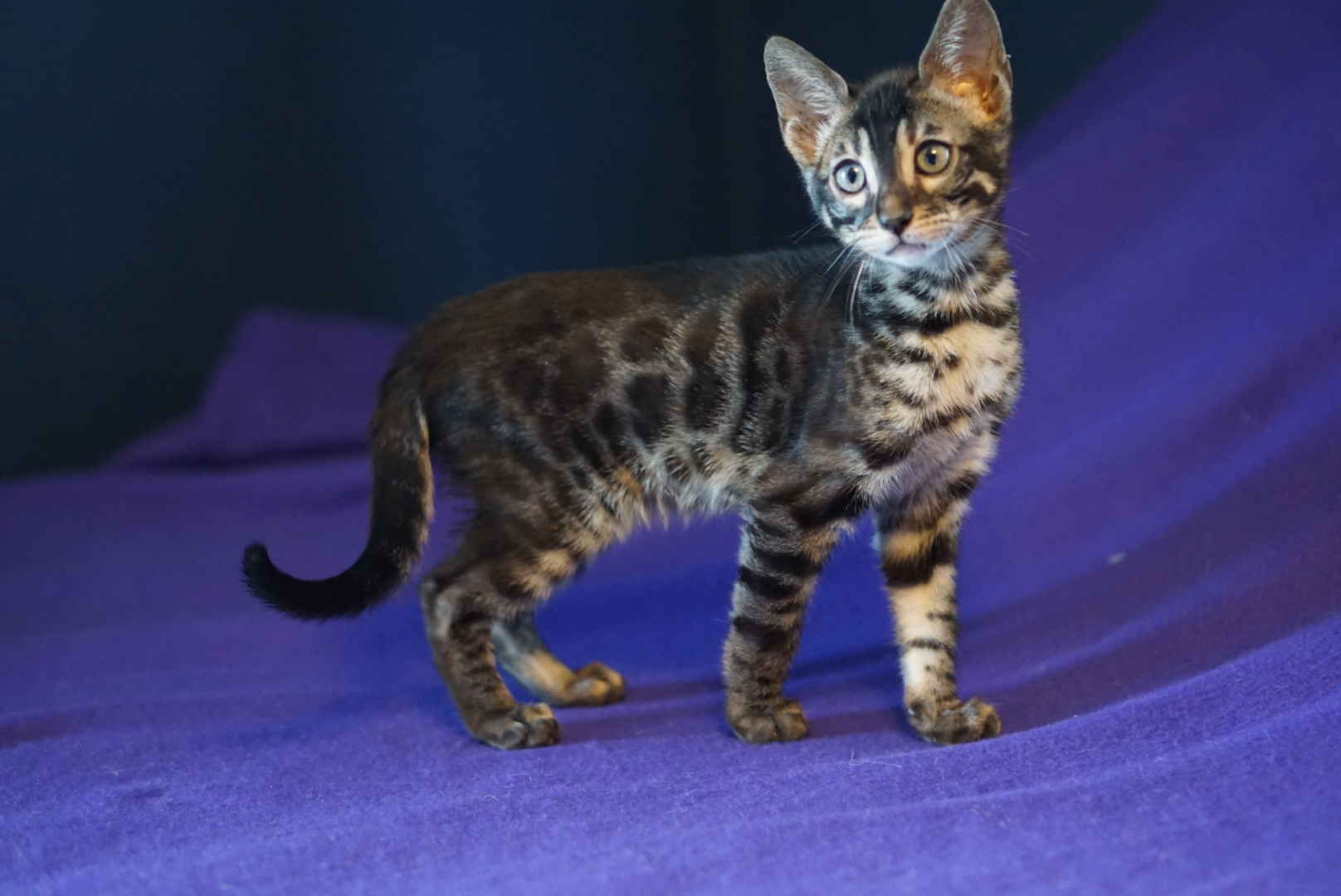 Allure Bengals, Bengal Cats, AllureBengals.com