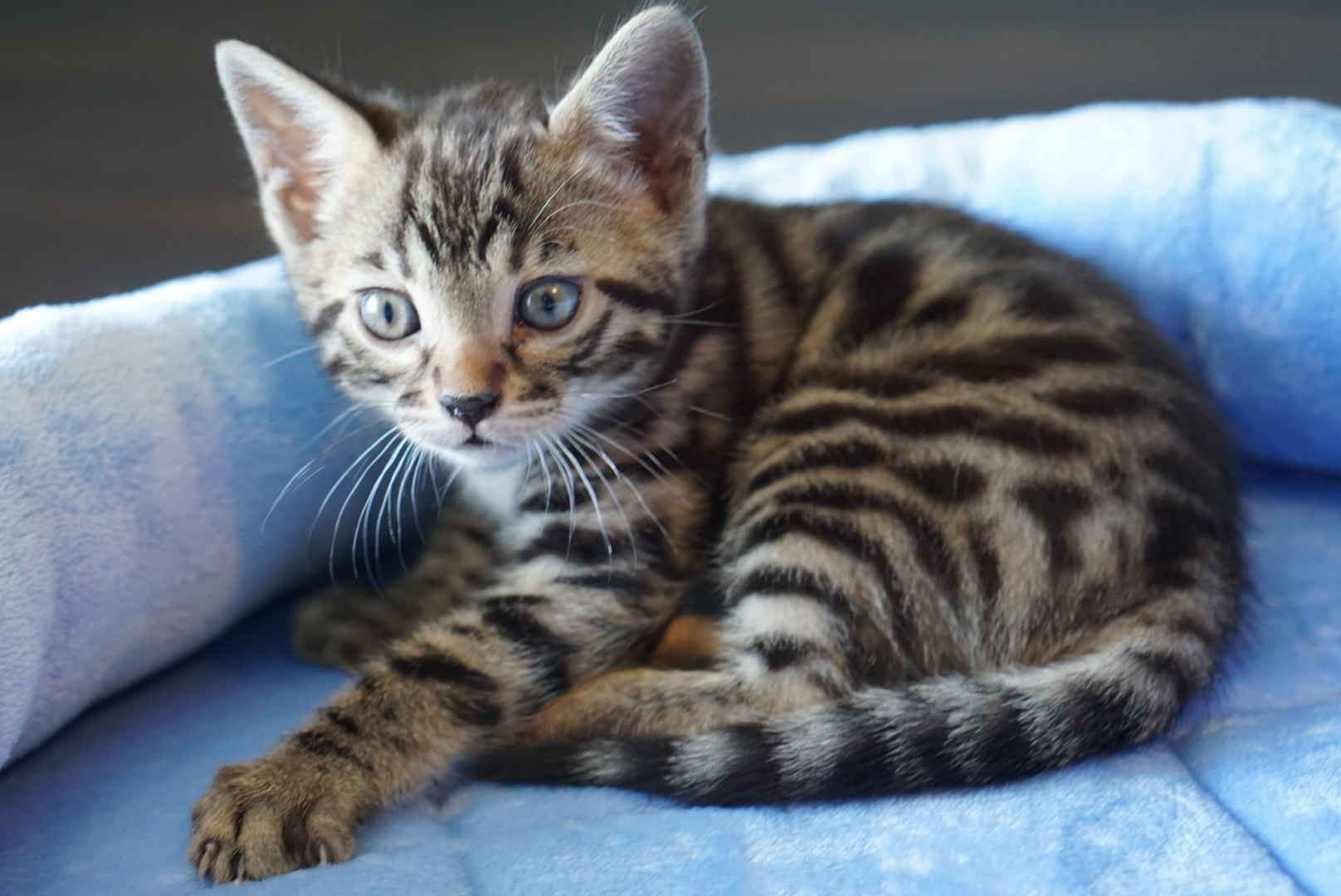 Allure Bengals, Bengal Cats, AllureBengals.com