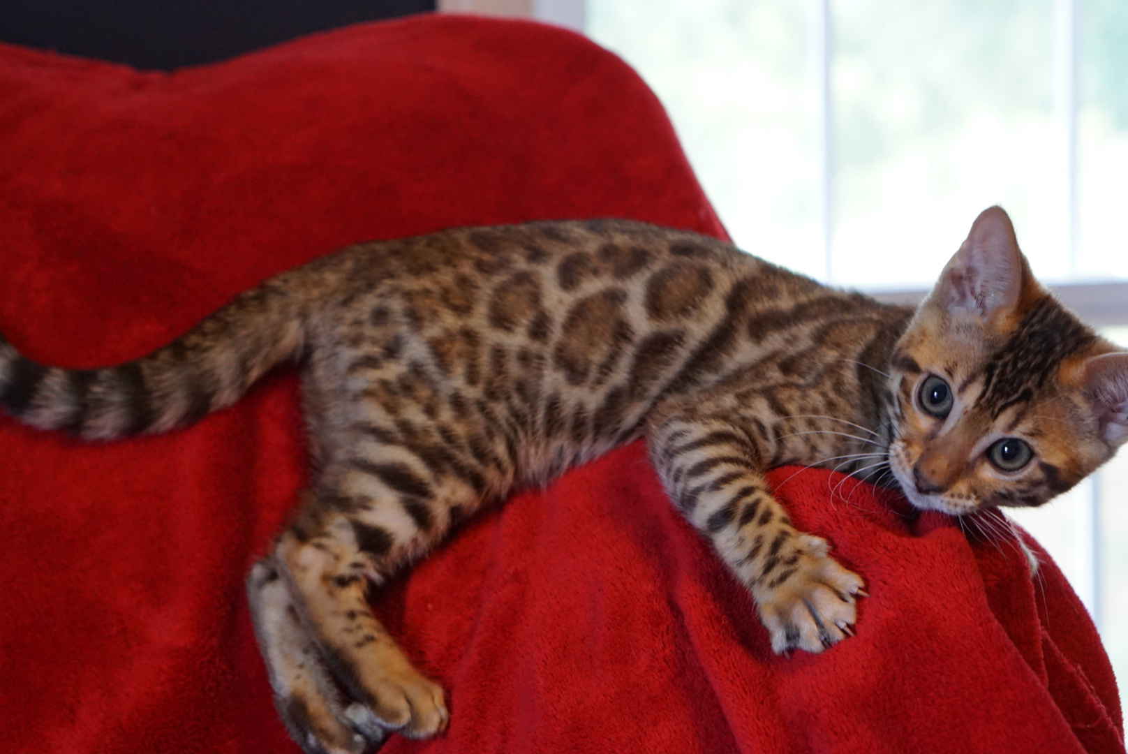 Allure Bengals, Bengal Cats, AllureBengals.com