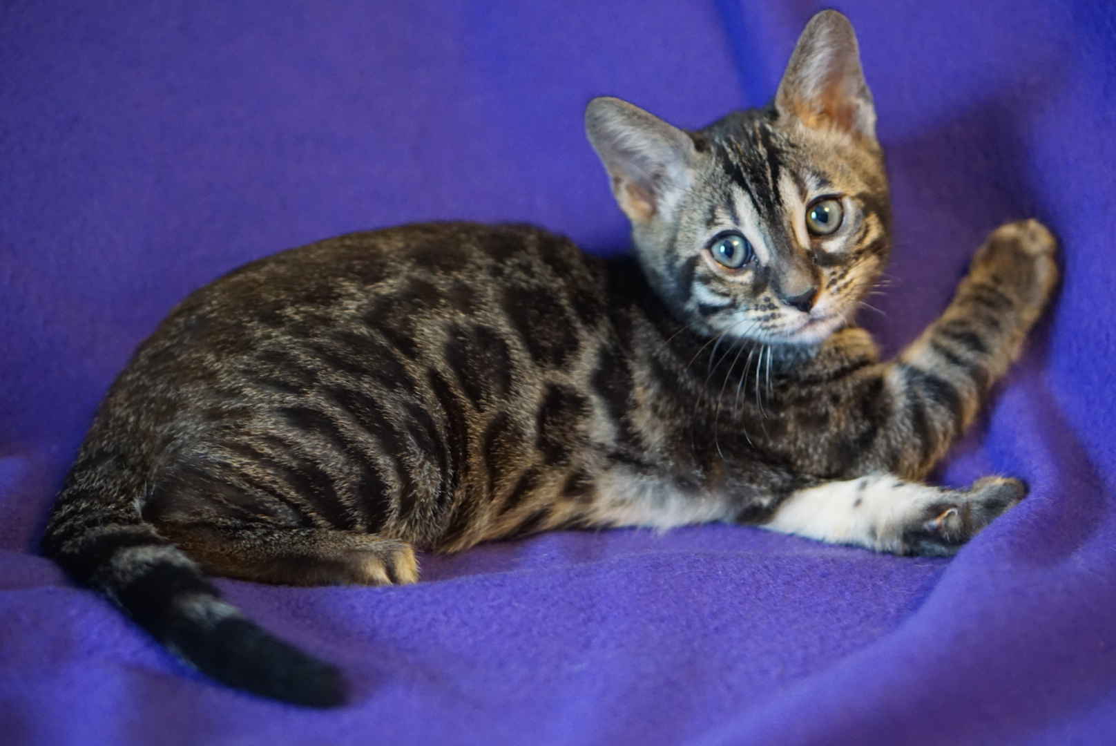 Allure Bengals, Bengal Cats, AllureBengals.com