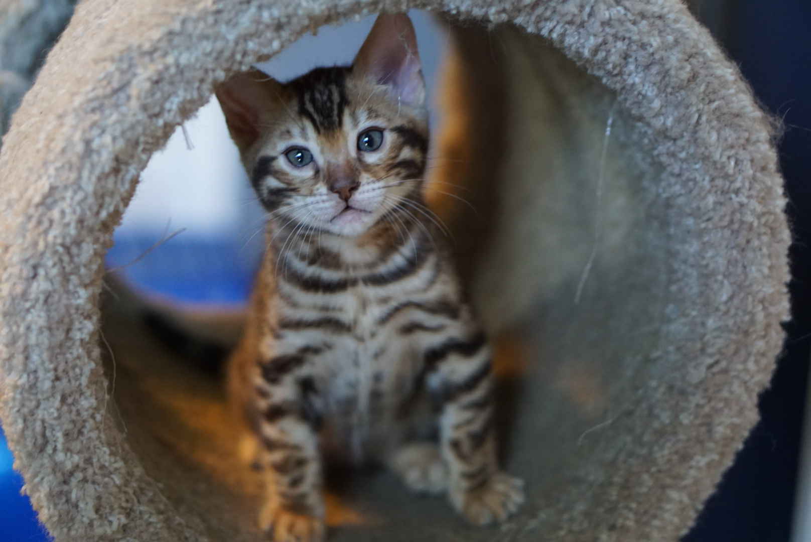 Allure Bengals, Bengal Cats, AllureBengals.com