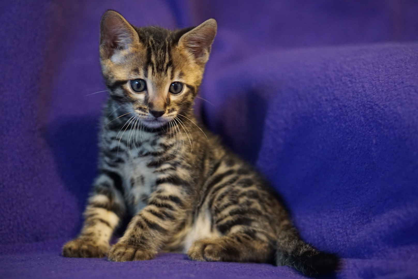 Allure Bengals, Bengal Cats, AllureBengals.com