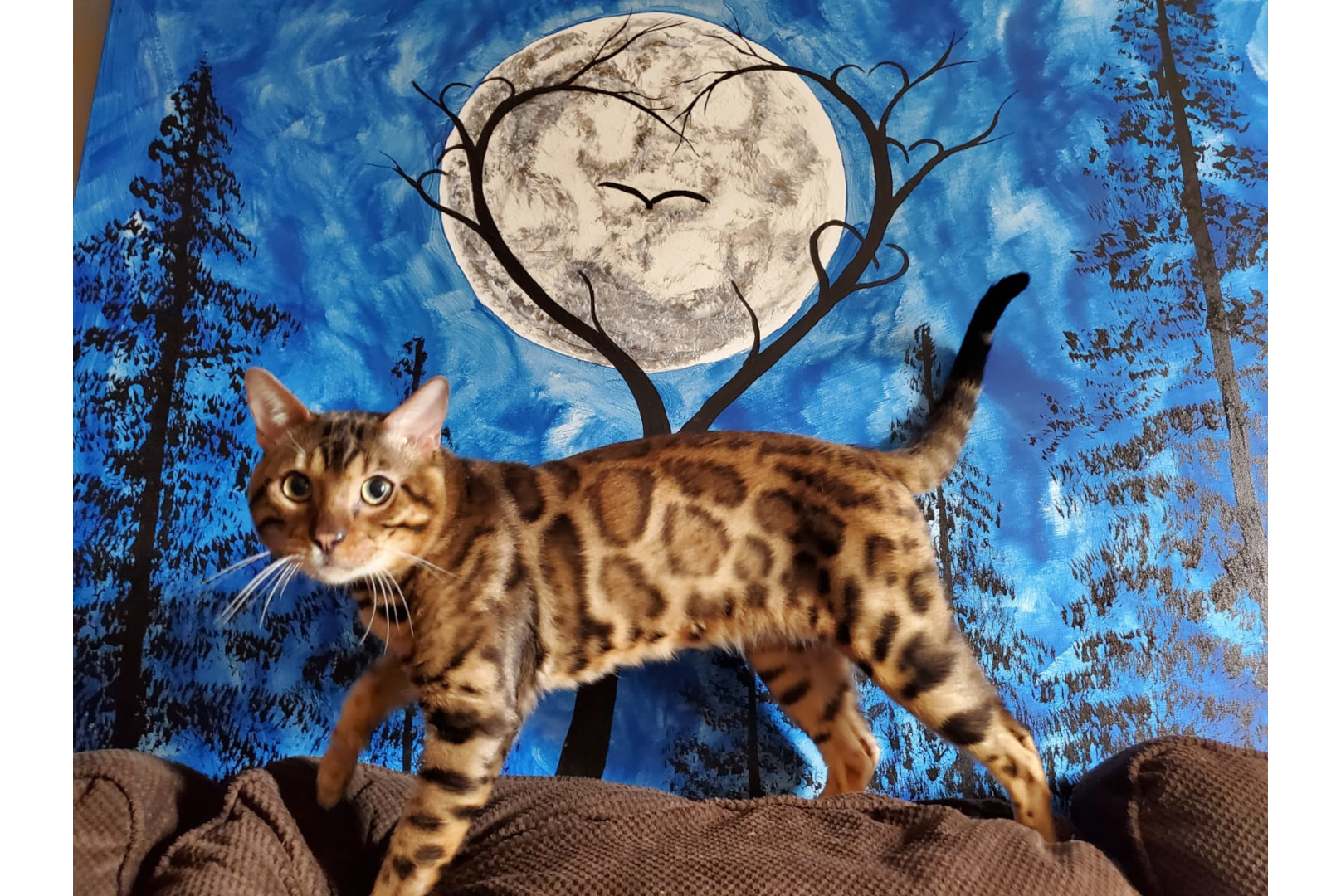Allure Bengals, Bengal Cats, AllureBengals.com