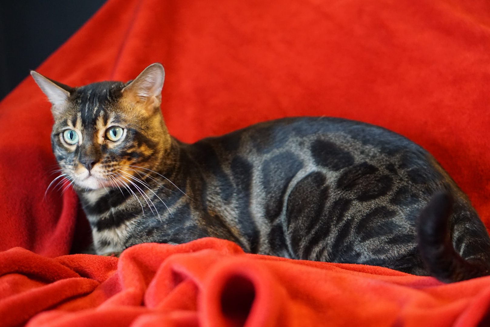 Allure Bengals, Bengal Cats, AllureBengals.com