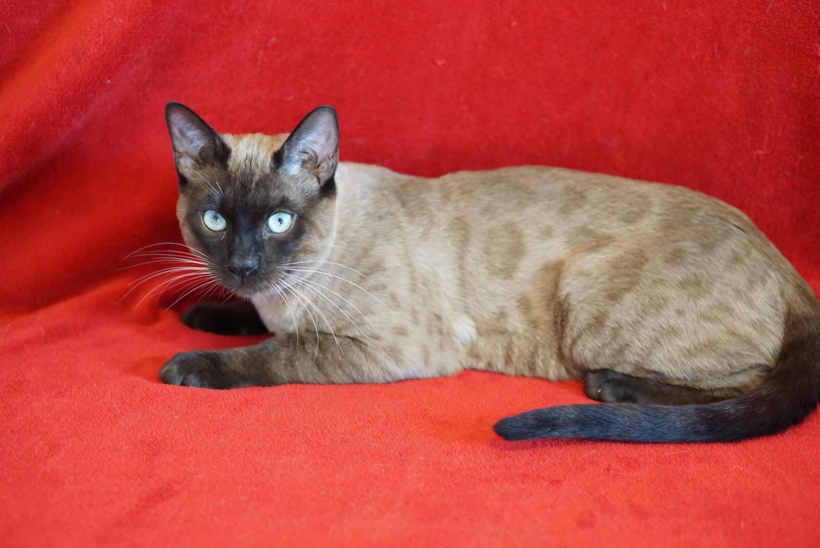 Allure Bengals, Bengal Cats, AllureBengals.com