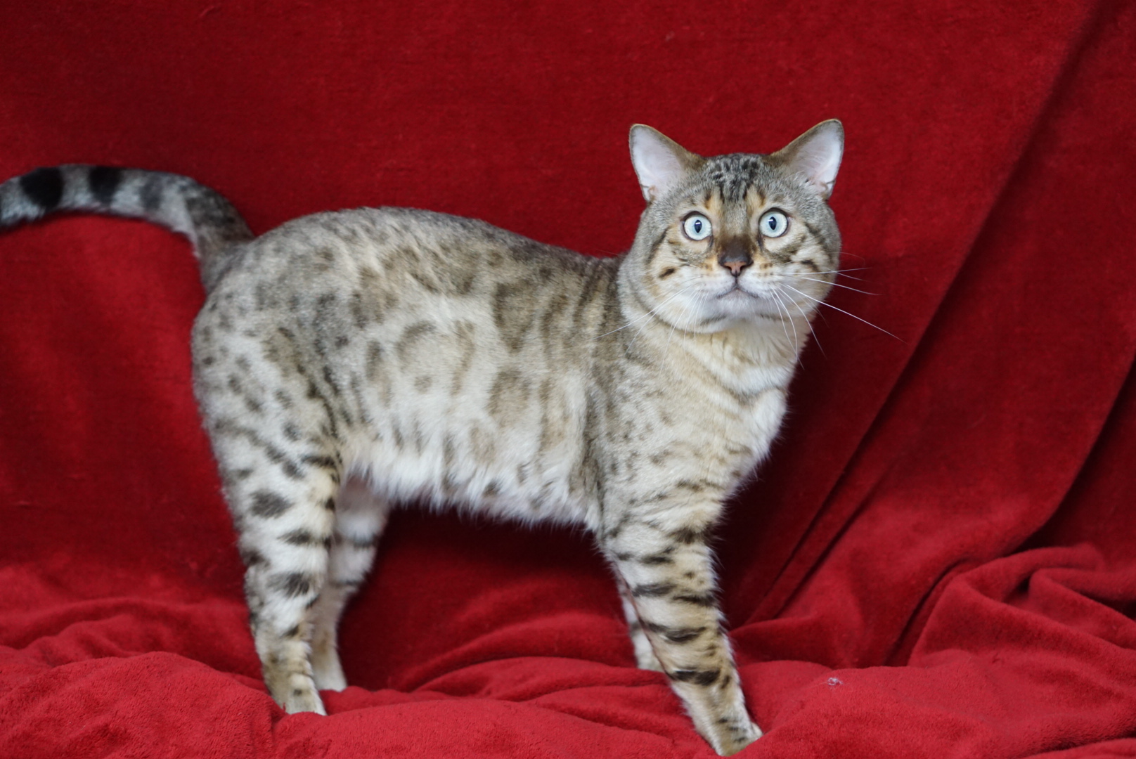Allure Bengals, Bengal Cats, AllureBengals.com