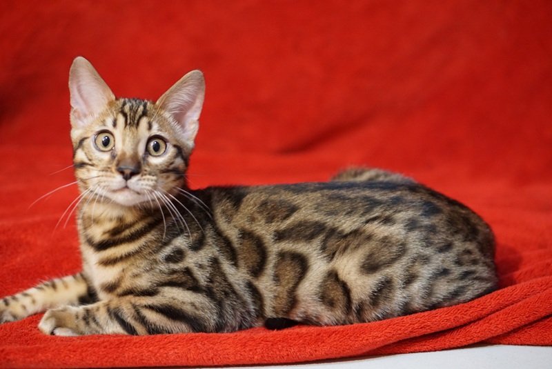 Allure Bengals, Bengal Cats, AllureBengals.com