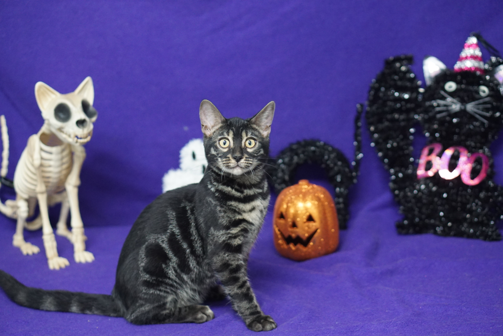 Allure Bengals, Bengal Cats, AllureBengals.com