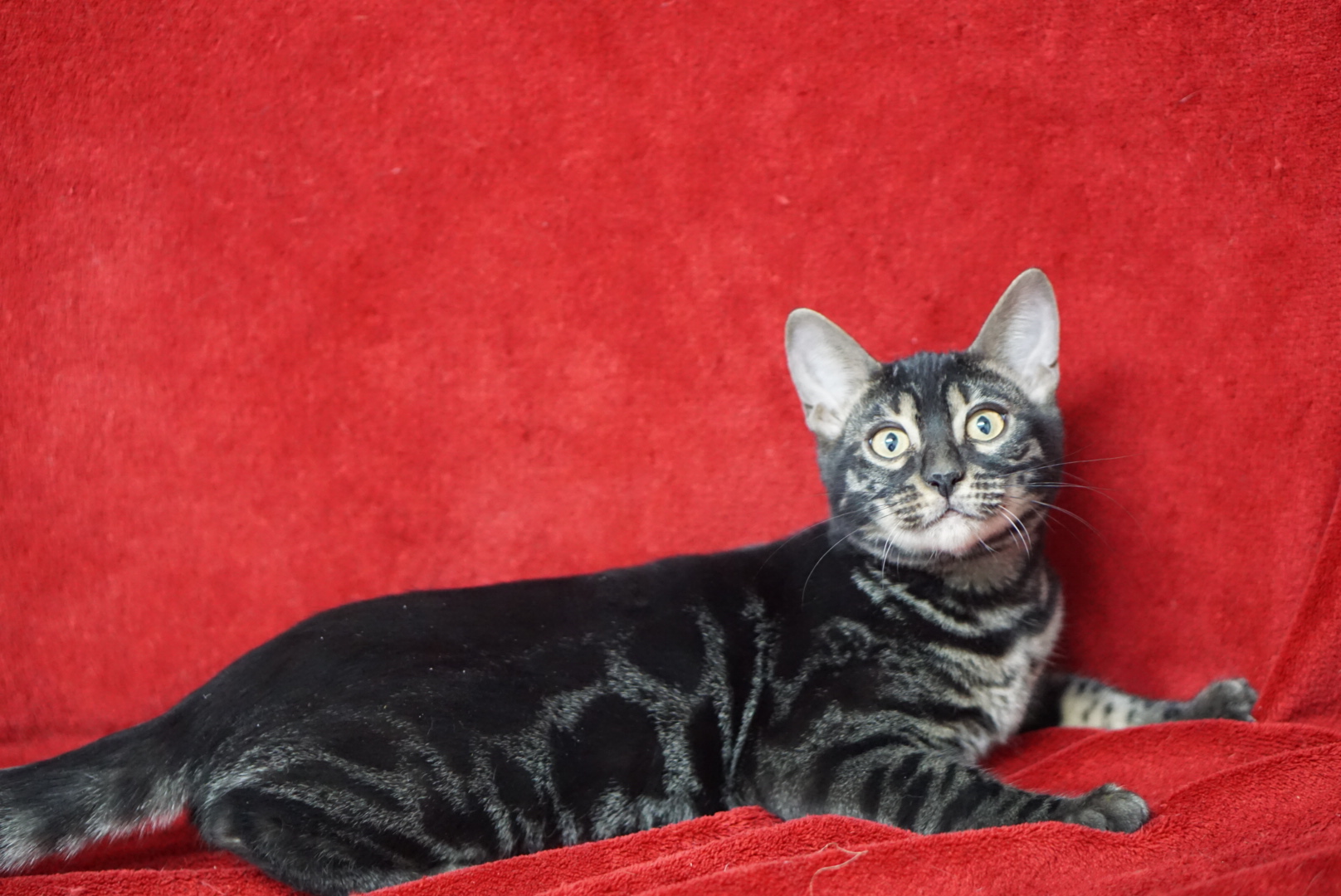 Allure Bengals, Bengal Cats, AllureBengals.com