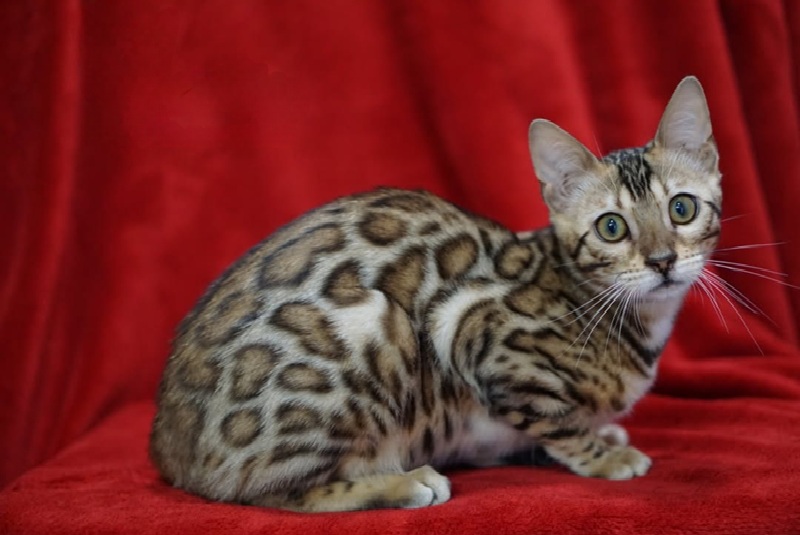 Allure Bengals, Bengal Cats, AllureBengals.com