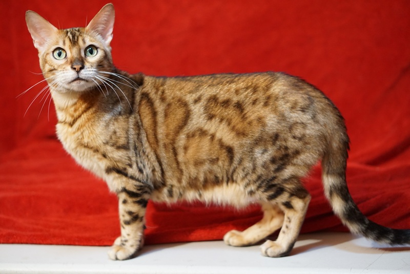 Allure Bengals, Bengal Cats, AllureBengals.com