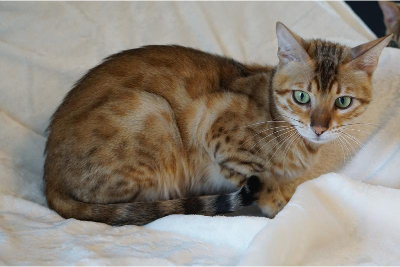 Allure Bengals, Bengal Cats, AllureBengals.com