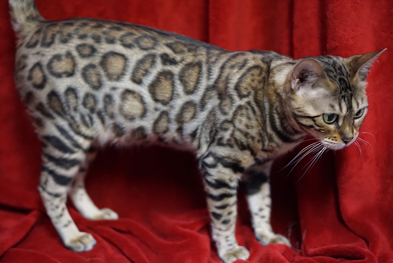 Allure Bengals, Bengal Cats, AllureBengals.com