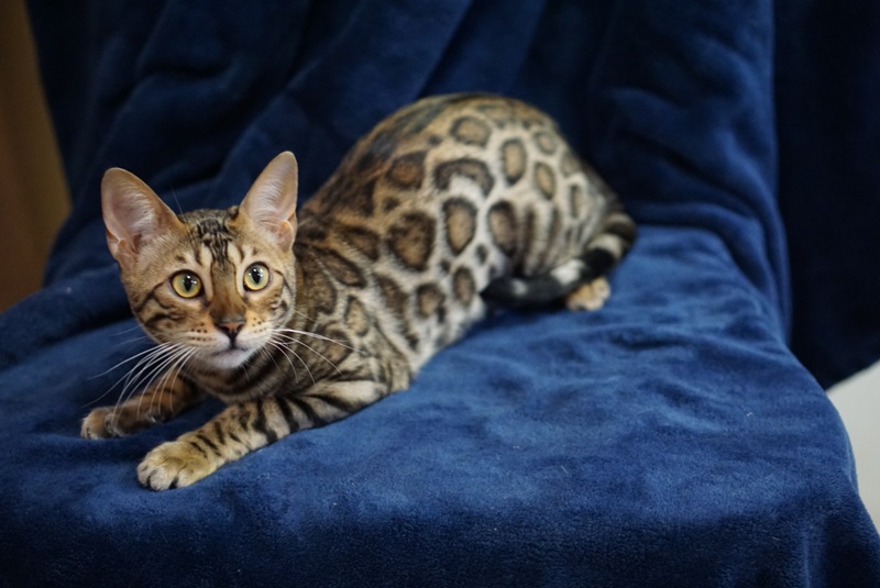 Allure Bengals, Bengal Cats, AllureBengals.com