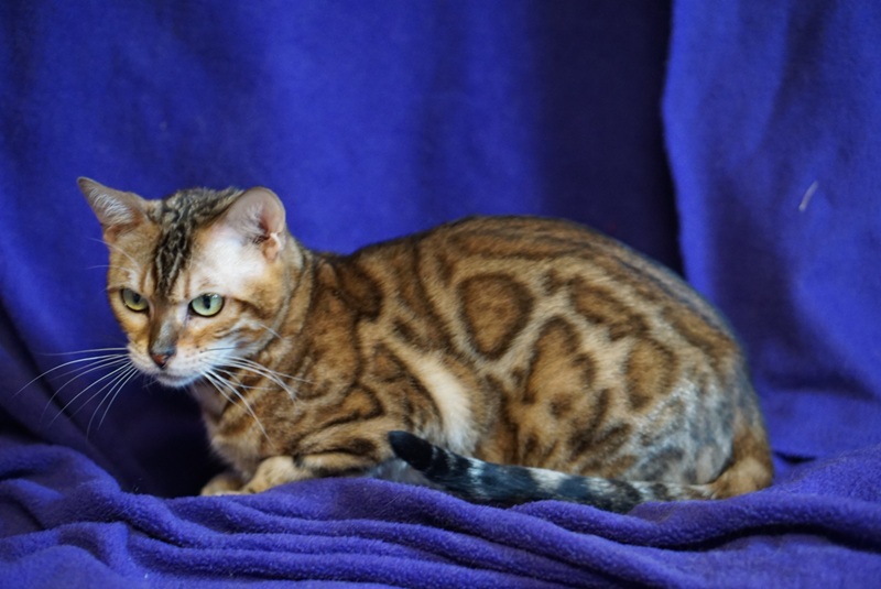 Allure Bengals, Bengal Cats, AllureBengals.com