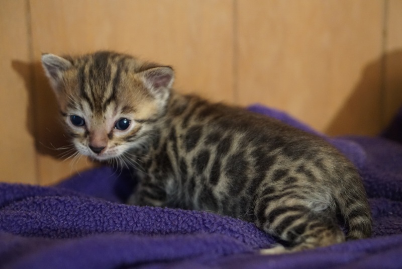 Brown Rosetted Male (Cha Cha x London) — Brown rosetted
